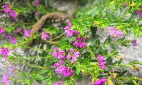 Win 7系统透明效果关闭的流程方法